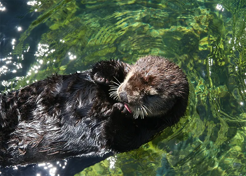 Inn at Spanish Head Newport Aquarium Otter