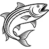 salmon
