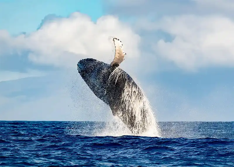 Humpback whale breaching the water off Oregon Coast