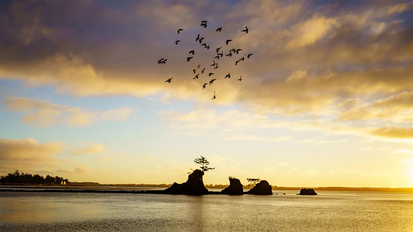 birds flying over Siletz Bay at sunset in Lincoln City Oregon