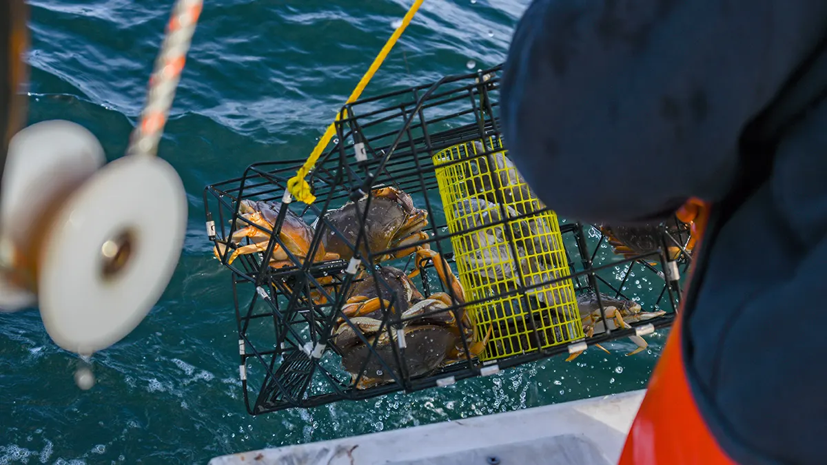 Dungeness crabbing cage being lifted from ocean