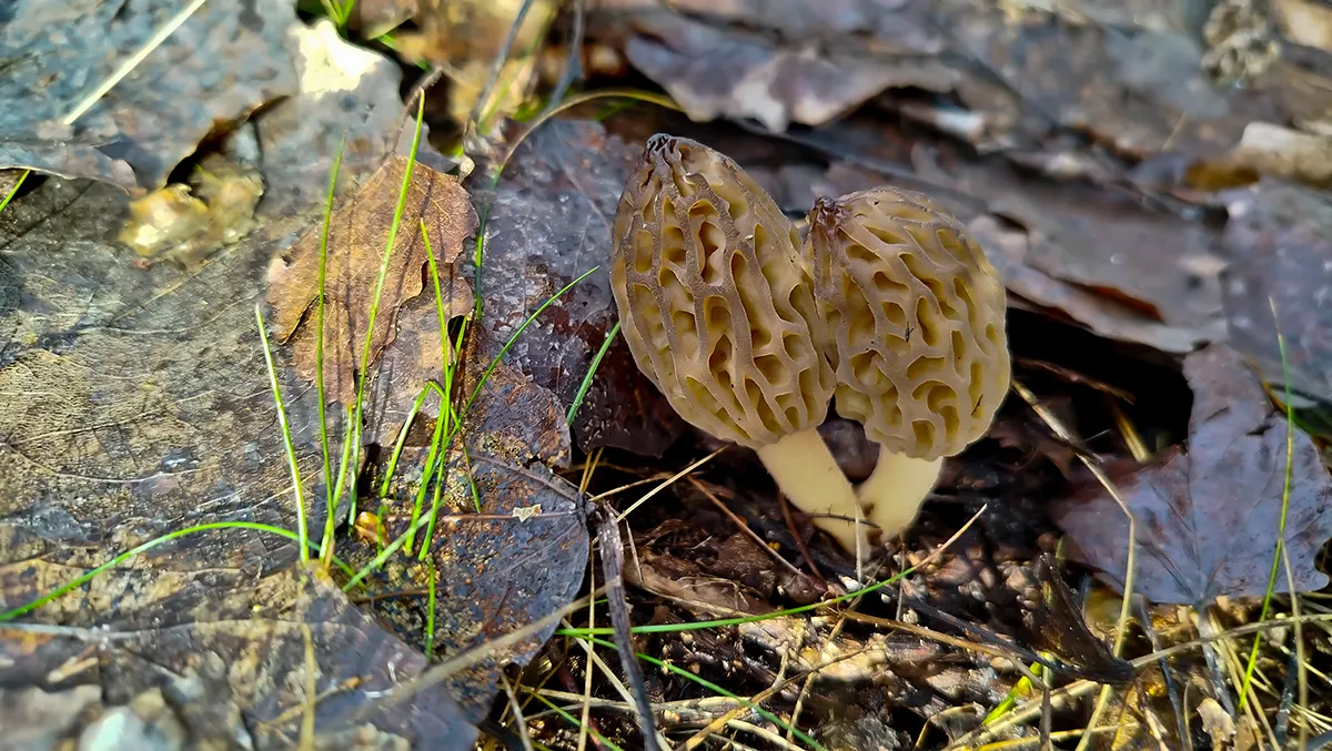 morel mushrooms surrounded by autumn leaves