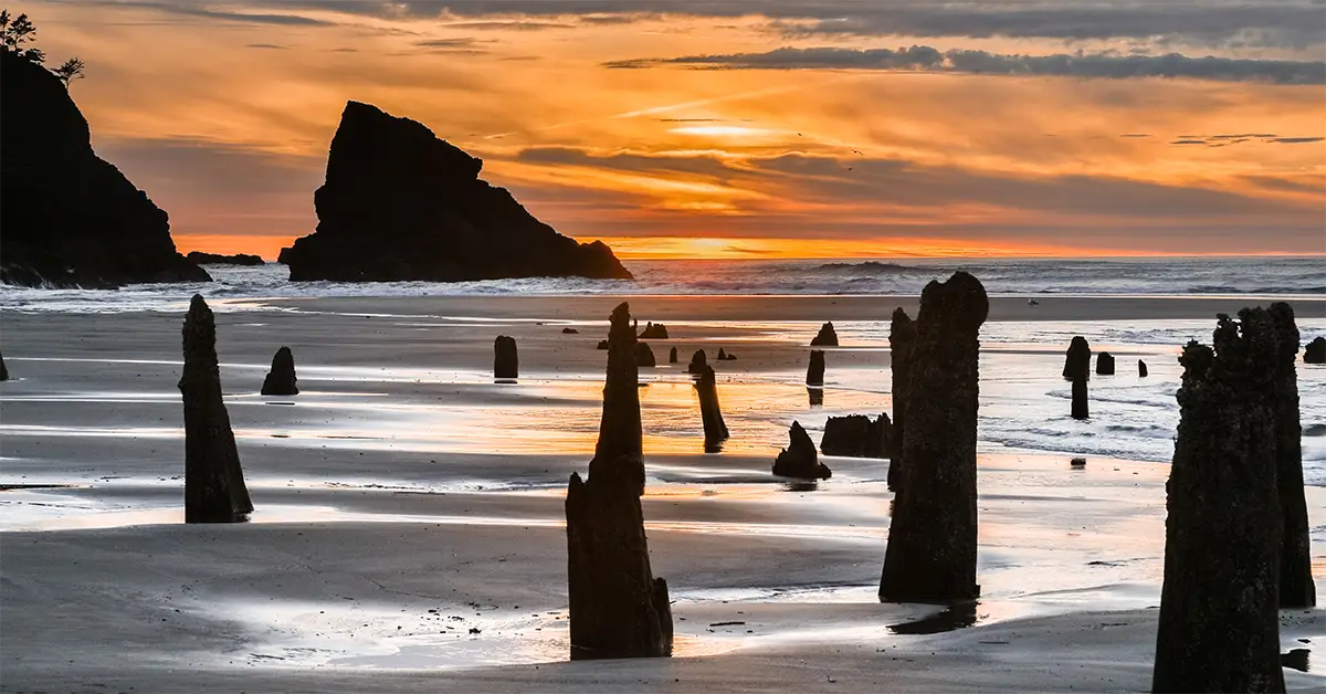 Neskowin Ghost Forest on the Oregon Coast at sunset